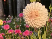 A peach dahlia standing above the flower rows in low evening light
