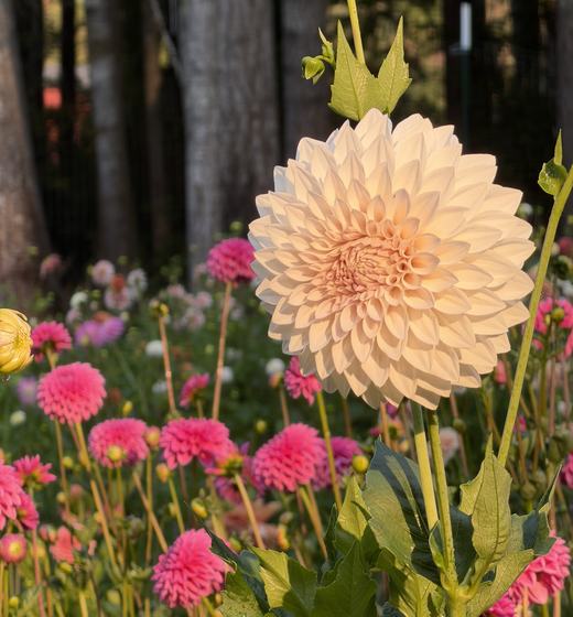A peach dahlia standing above the flower rows in low evening light