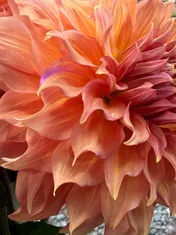 A peach dahlia close up, its petals curling at the tips