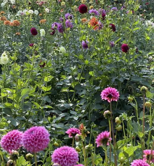 Rows of pink and purple dahlias in full flower
