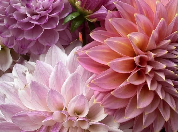 Pink and cream dahlia blooms, cut and gathered together