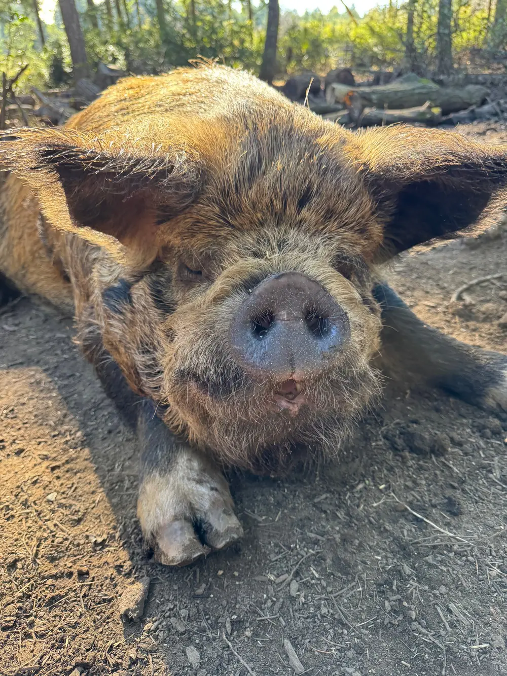 One of the Wildwood Hollow hogs lying down in the woodland it has been clearing