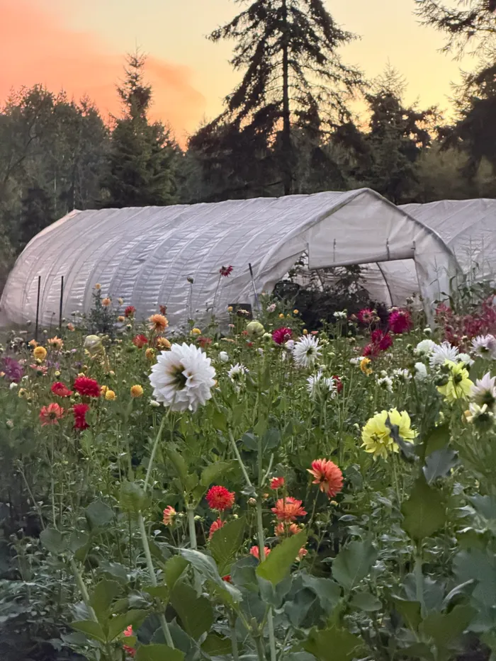 The flower field in front of the hoop house at sunset