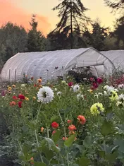 The hoop house behind rows of dahlias at sunset