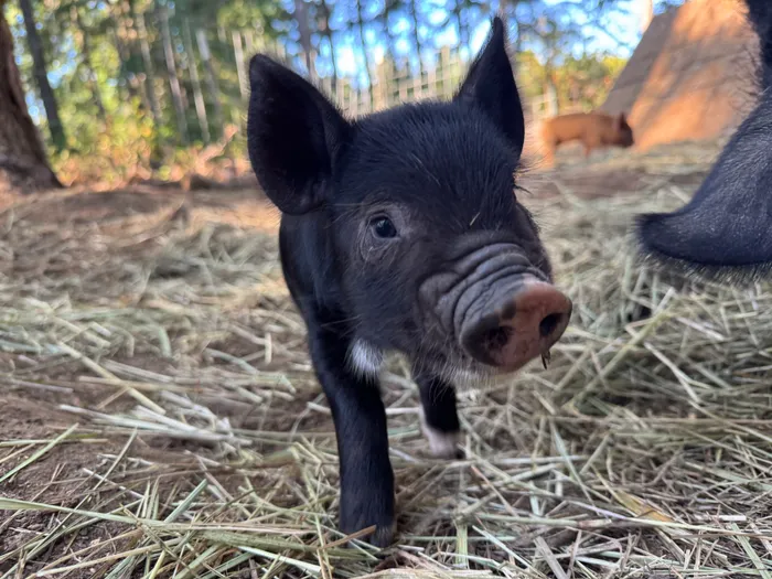 A black piglet walking towards the camera across straw at Wildwood Hollow Farm