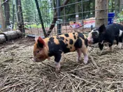 A spotted piglet and a black piglet on straw at Wildwood Hollow Farm