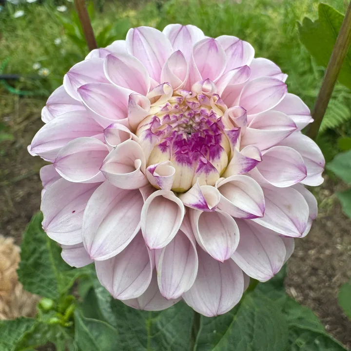 A dahlia grown at Wildwood Hollow Farm