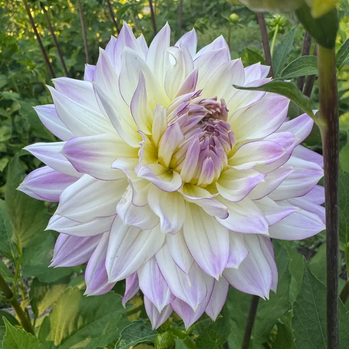 A dahlia grown at Wildwood Hollow Farm