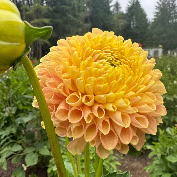 A dahlia grown at Wildwood Hollow Farm