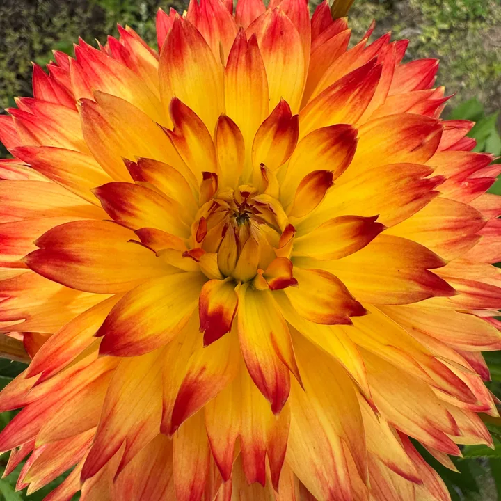 A dahlia grown at Wildwood Hollow Farm