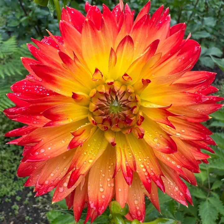A dahlia grown at Wildwood Hollow Farm