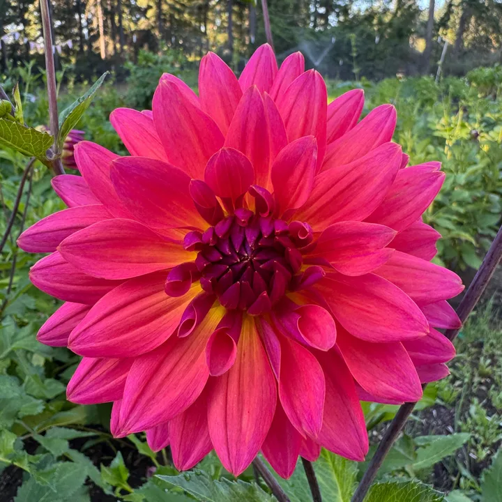 A dahlia grown at Wildwood Hollow Farm