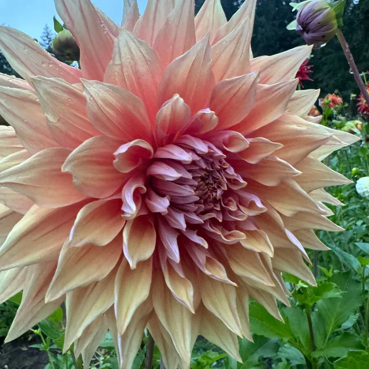 A dahlia grown at Wildwood Hollow Farm