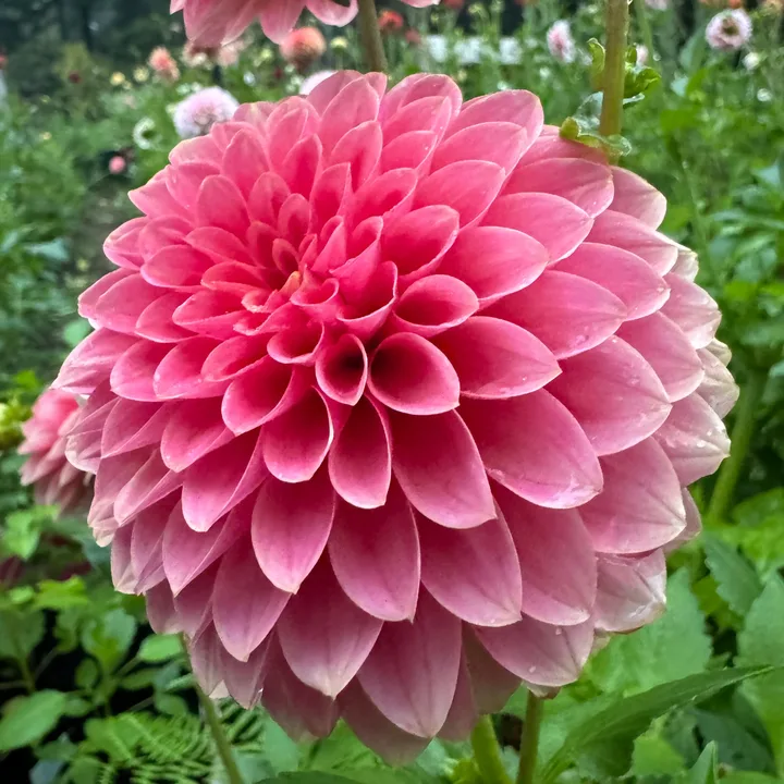 A dahlia grown at Wildwood Hollow Farm