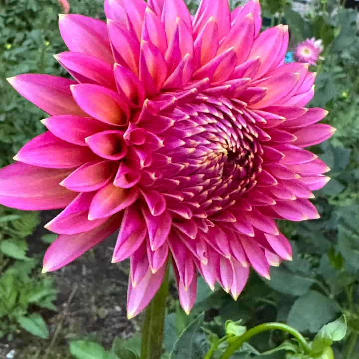 A dahlia grown at Wildwood Hollow Farm