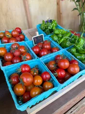 Cherry tomatoes and green peppers in blue pint baskets on the farm stand