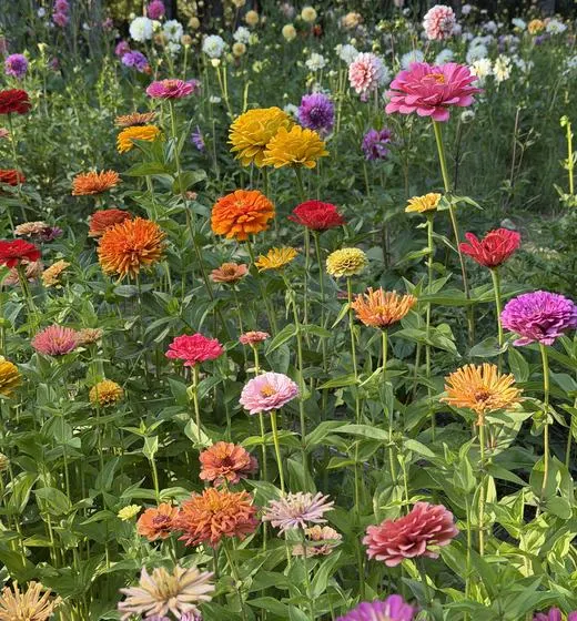 Rows of orange, yellow, red and pink zinnias in flower